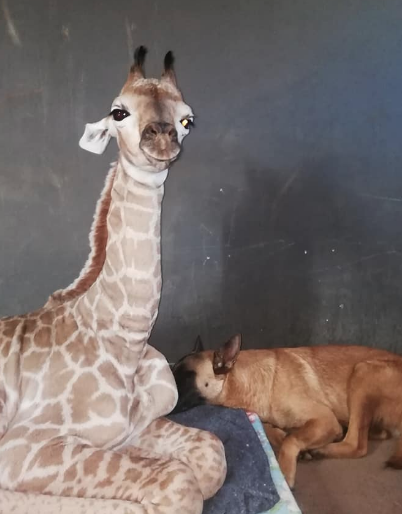 Baby giraffe Jazz has made Hunter his bestie at a rhino orphanage in Limpopo.