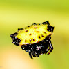 Spiny Orbweaver