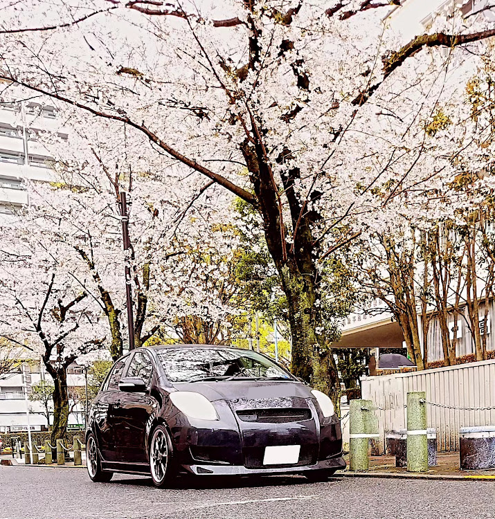 ヴィッツの雨と・桜と・愛車・桜とコラボ・雨桜コラボに関するカスタム事例の投稿画像1枚目
