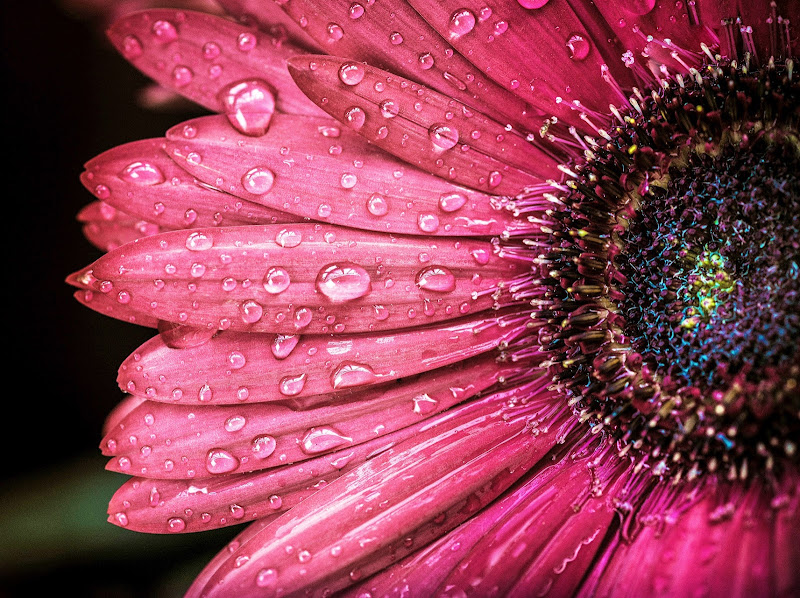 pink spring di Massimiliano zompi