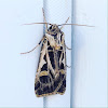 Dingy Cutworm Moth