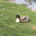 Mallard Duck