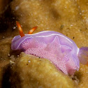 Nudibranch