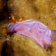 Nudibranch