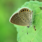 Small grass jewel