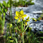 Narrow-Leaved Loosestrife