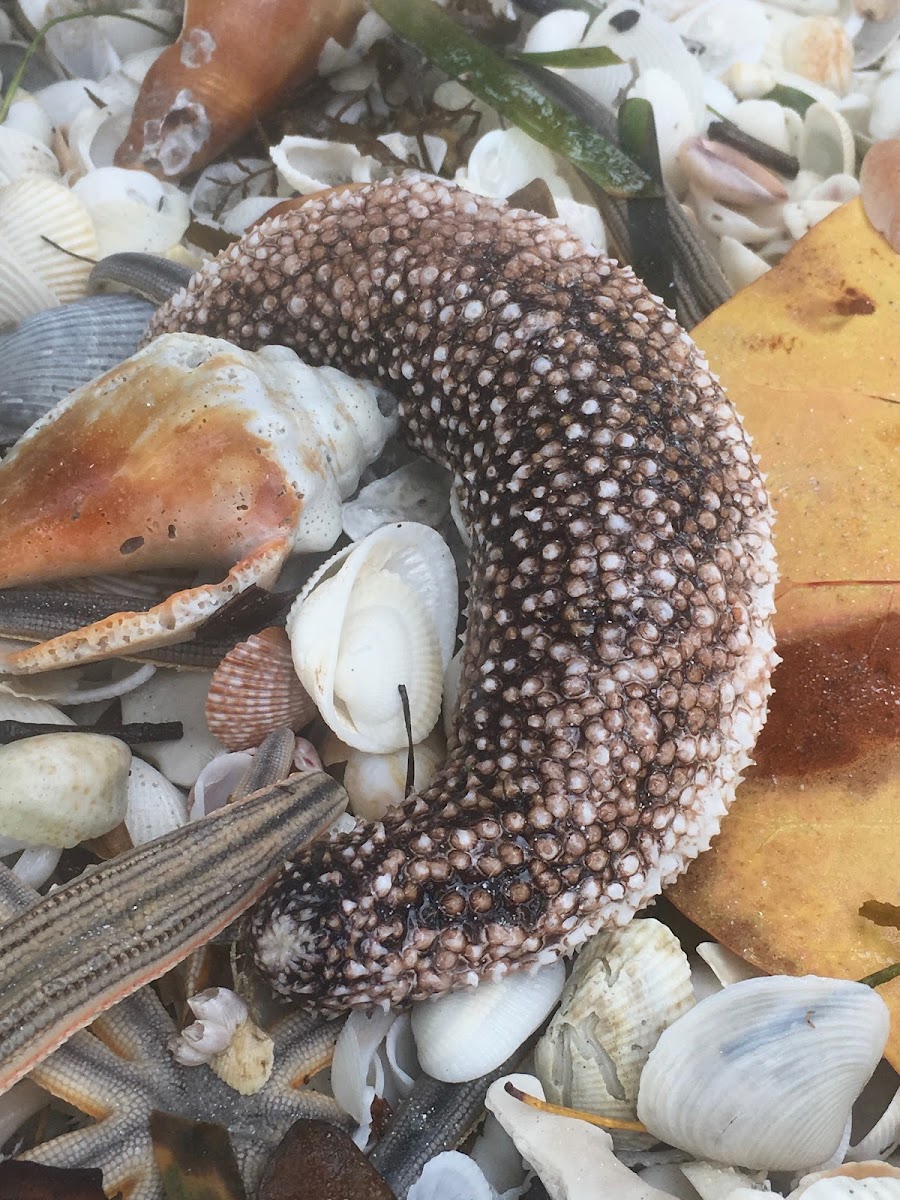 Sea Cucumber