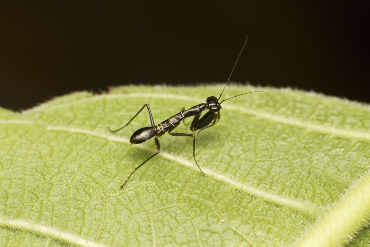 Ant-mimic Mantis nymph