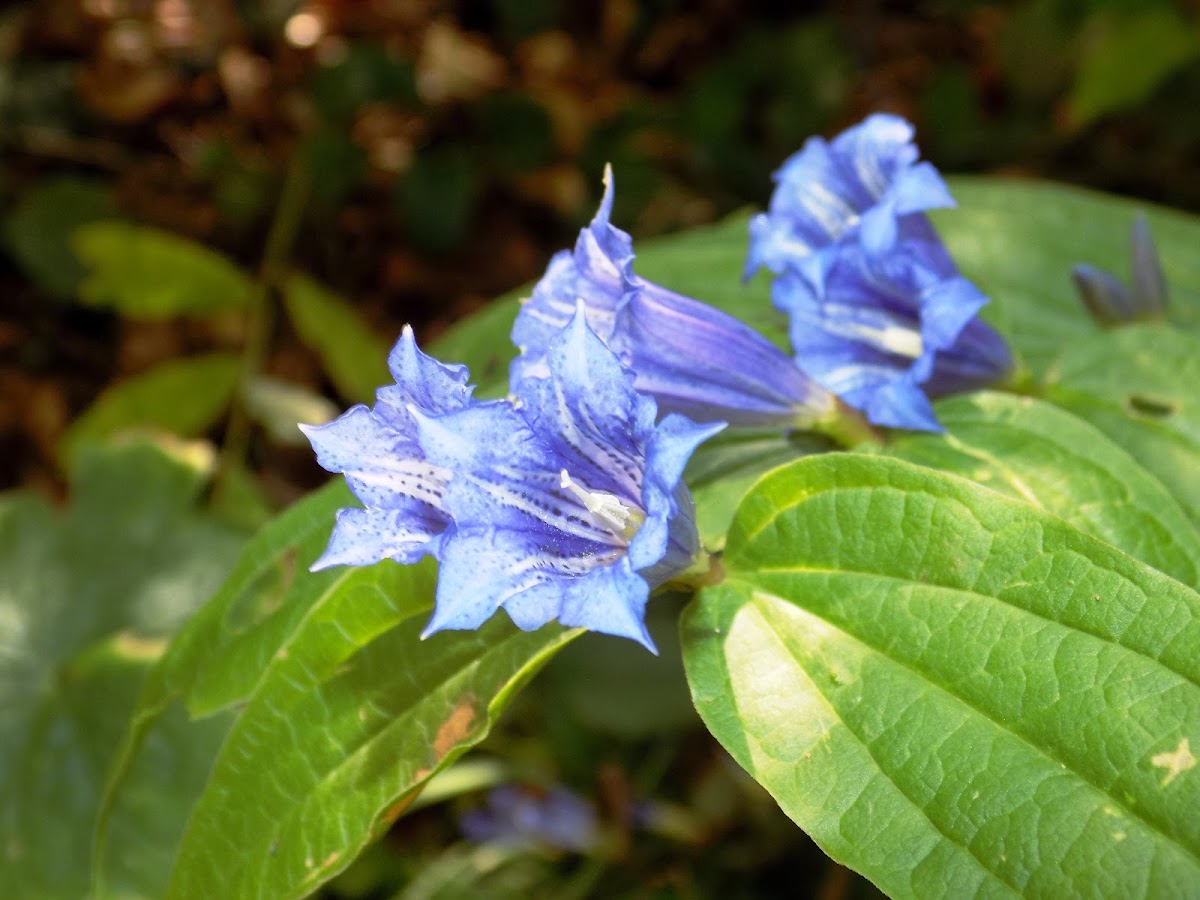 Willow gentian