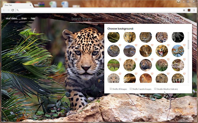 Leopard Wallpaper HD NewTab - Leopards Themes