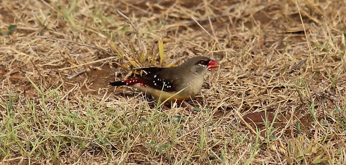 Red Avadavat