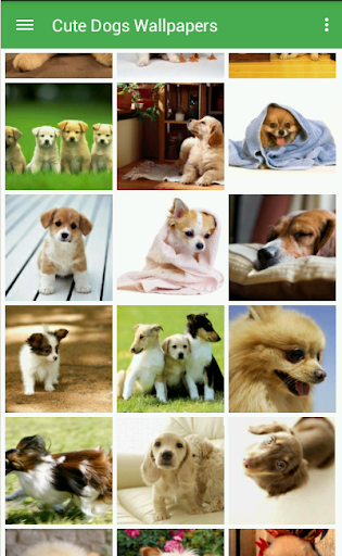 Cute Dogs Wallpapers