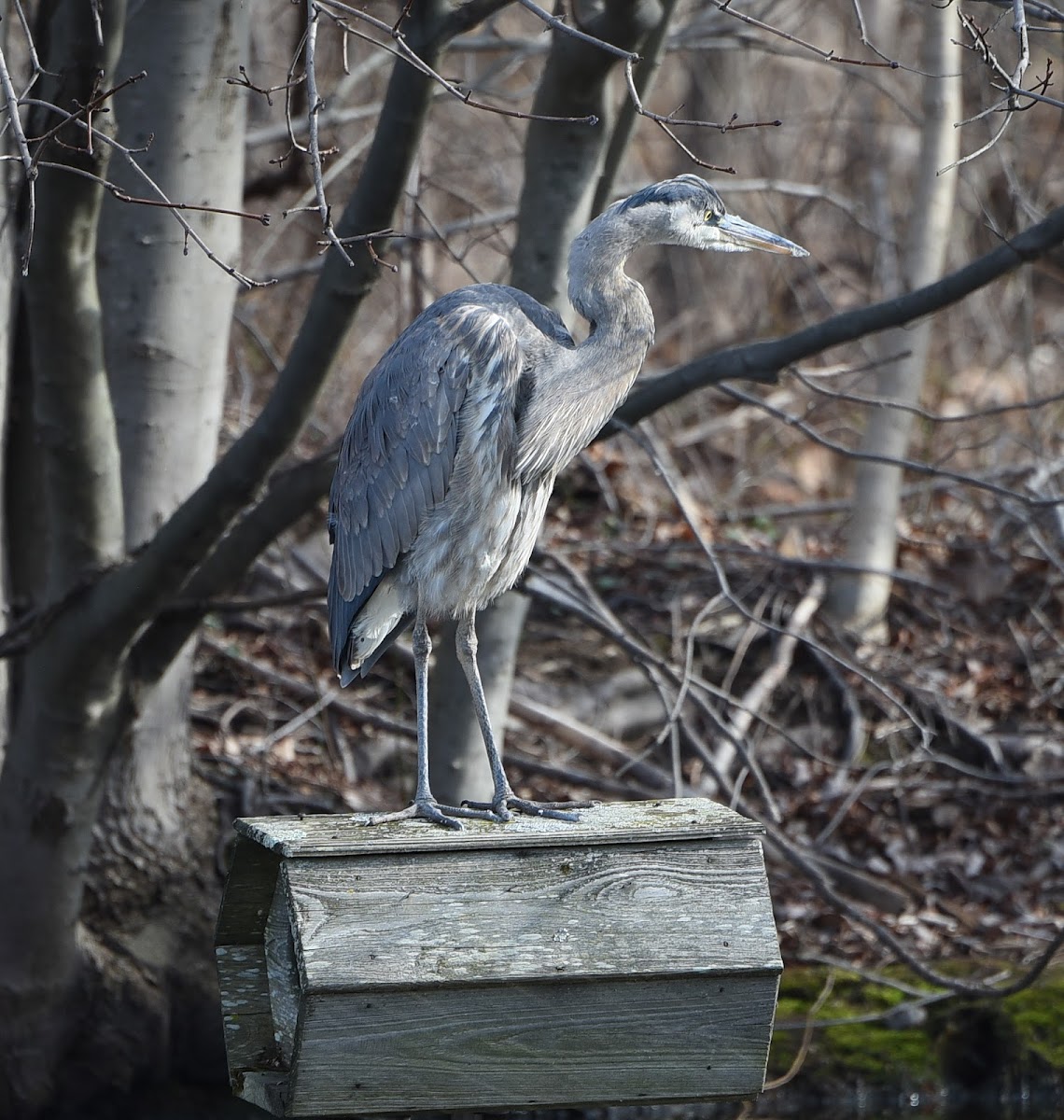 Great Blue Heron