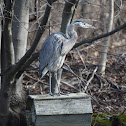 Great Blue Heron