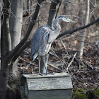 Great Blue Heron