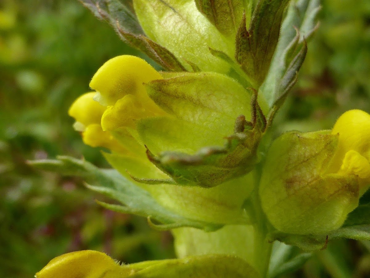 Yellow Rattle