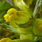 Yellow Rattle