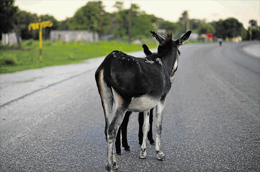 BRAY WALKER: Donkeys are a common feature on the roads