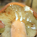 Weeping Milk Cap