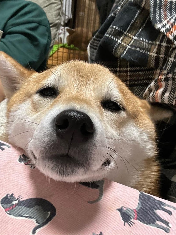 ミニキャブの至福のひととき♡・まったり柴犬の癒しに関するカスタム事例の投稿画像5枚目