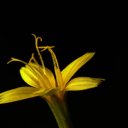 Yellow flower