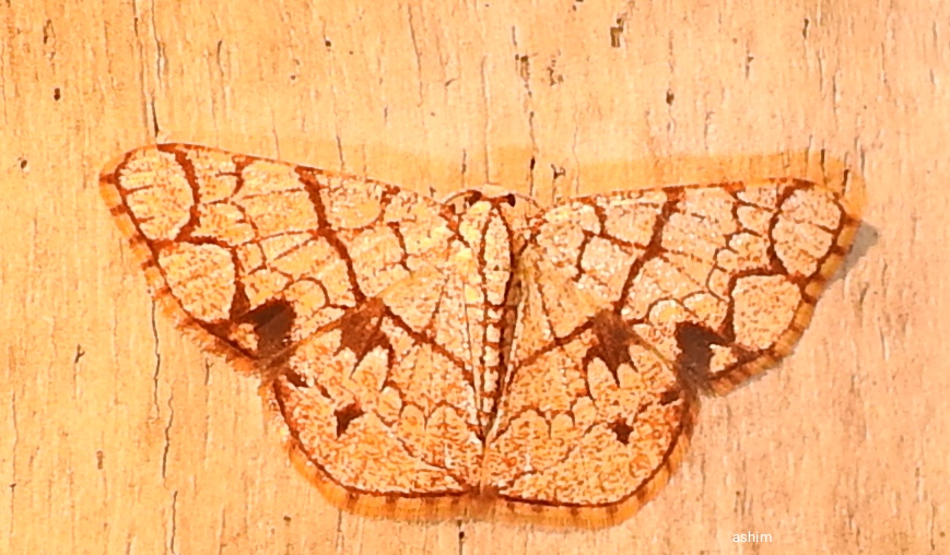 Geometriidae moth