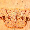 Geometriidae moth