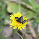 Metallic Wood-boring Beetle