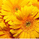 Yellow color hot colors HD New Tab Page Theme