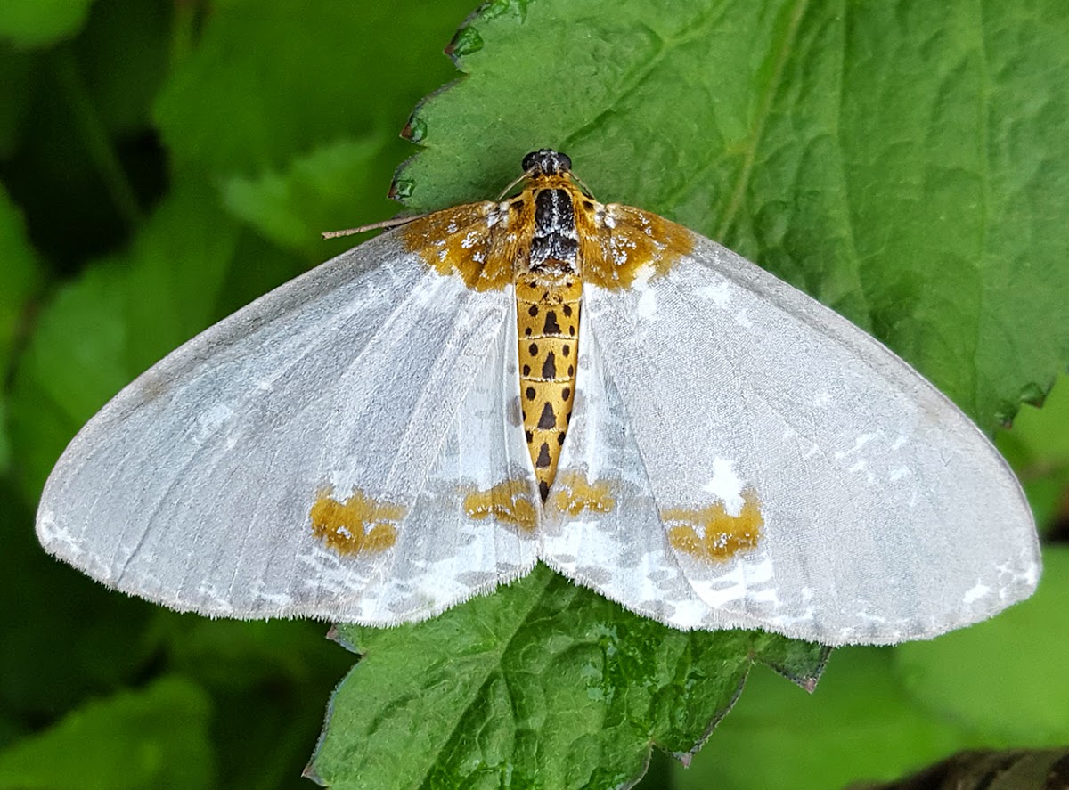 Magpie Moth