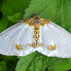 Magpie Moth