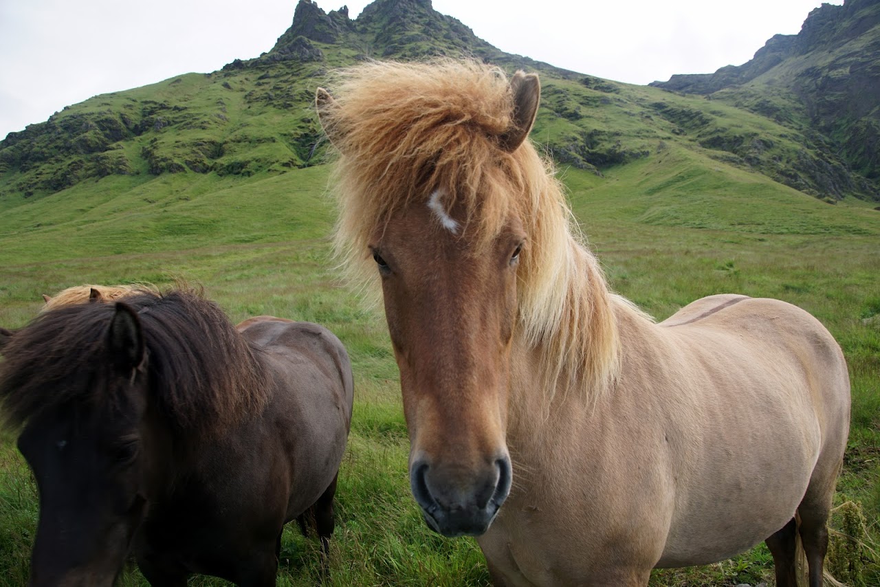 Исландия - родина слонов (архипелаг Vestmannaeyjar, юг, север, запад и Центр Пустоты)