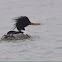 Red Breasted Merganser, male