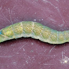 lime hawk-moth caterpillar