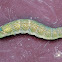 lime hawk-moth caterpillar