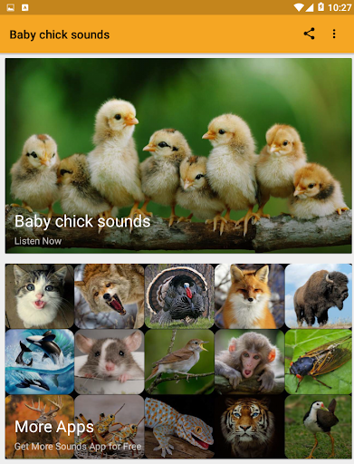 Baby Chick Sounds