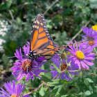 New england aster