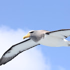 Chatham Albatross