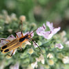 soldier beetle