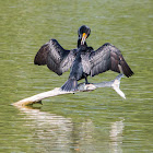 Double-crested cormorant