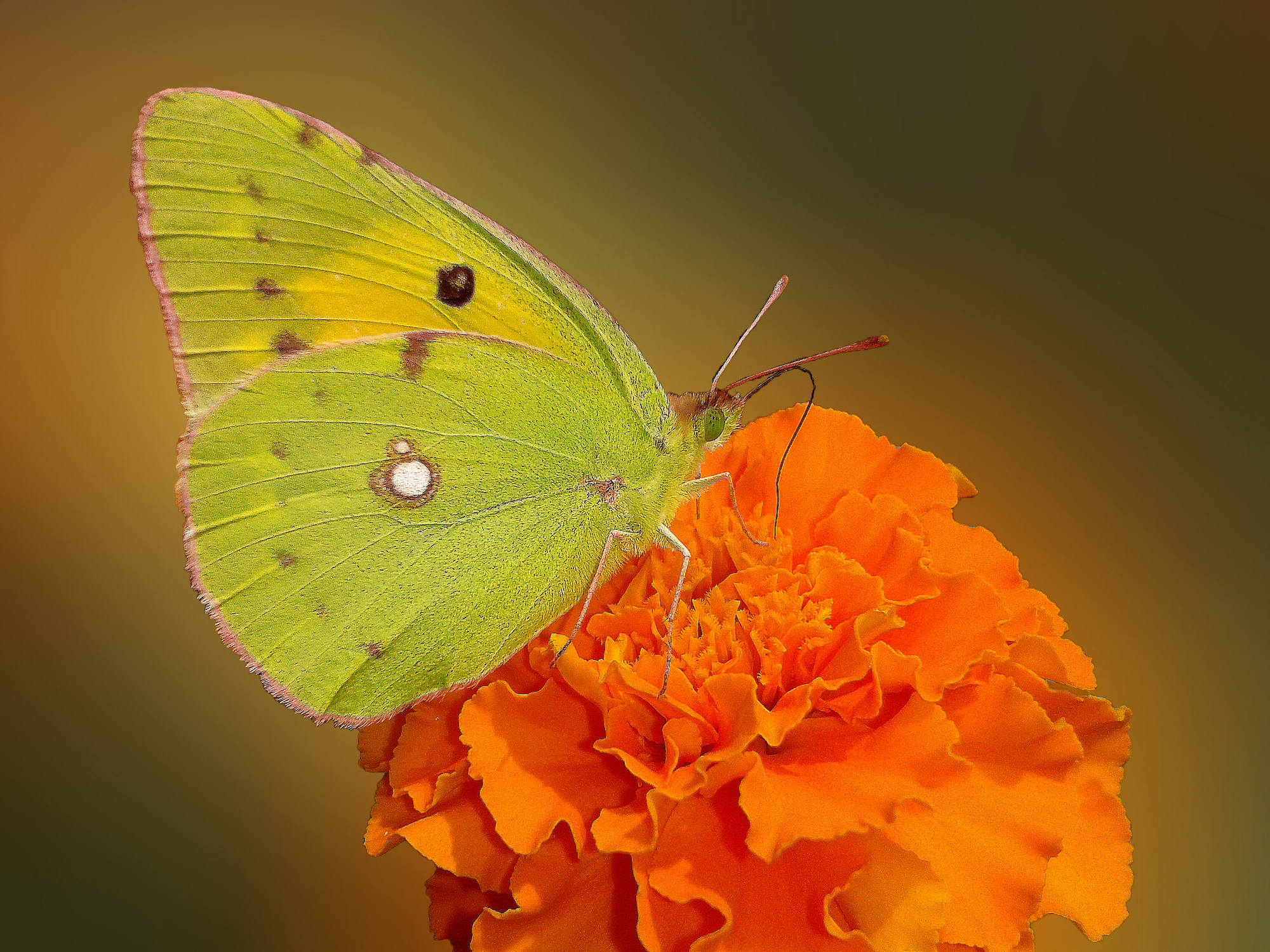 Belle e graziose, variegate e incantevoli, piccole ma avvicinabili, le farfalle ci portano verso il lato soleggiato della vita. Perché ognuno di noi merita un po’ di sole. (Jeffrey Glassberg) di _Chiara_