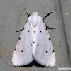 Owlet Moth