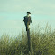 Crested Caracara