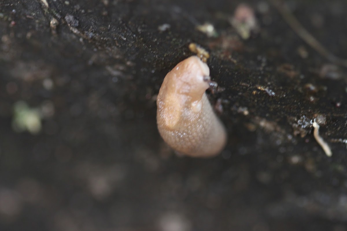 Grey Field Slug