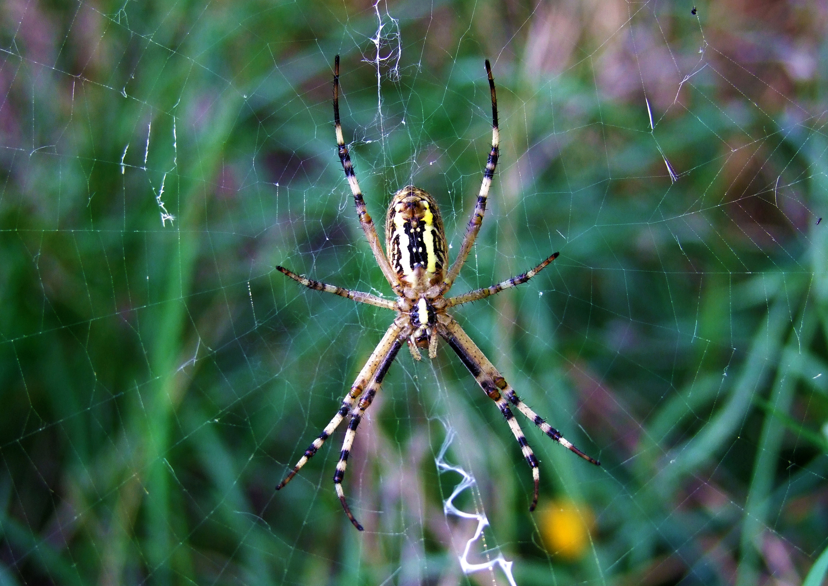 la rete di scorpions