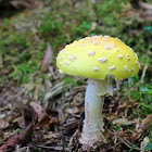 American Yellow Fly Agaric