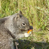 California Ground Squirrel