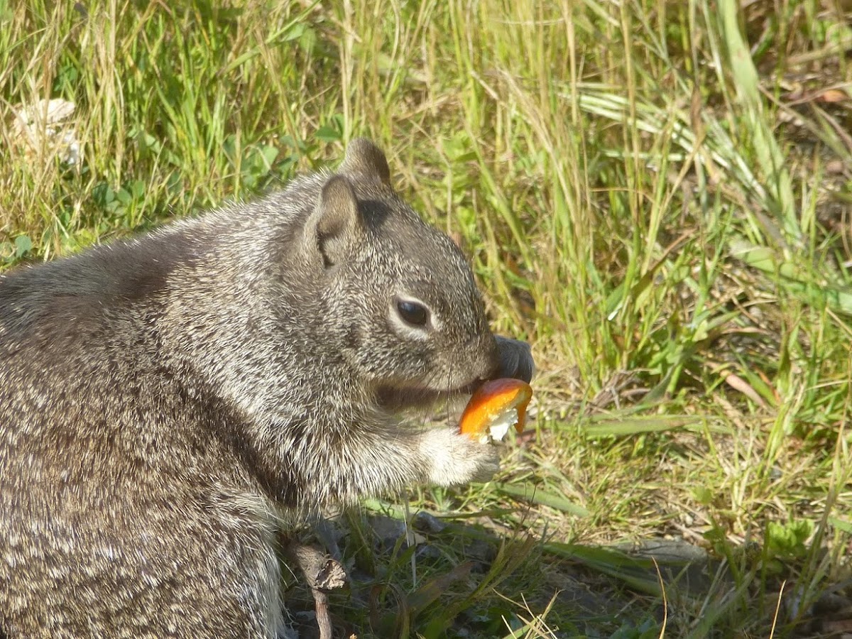 California Ground Squirrel