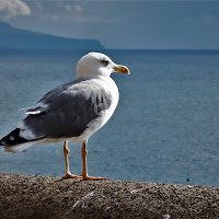 Gabbiano contemplativo di 