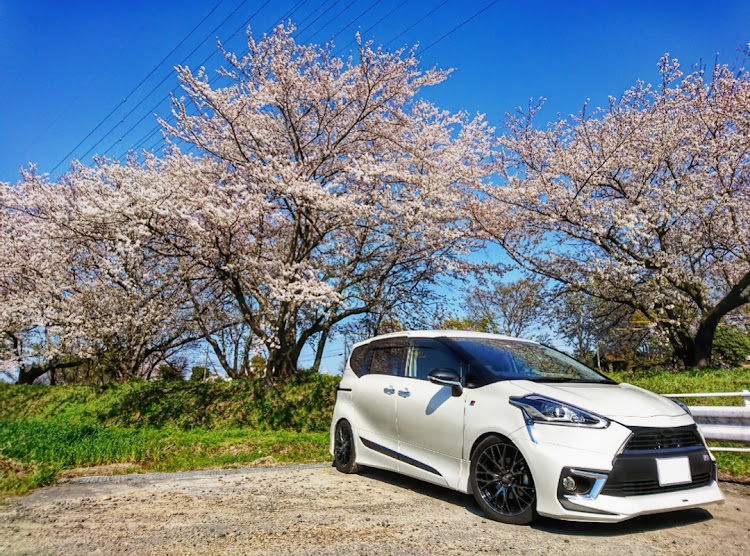 シエンタの桜と愛車・コロナウイルスに負けるな・ドライブ・桜に関するカスタム事例の投稿画像1枚目